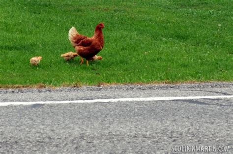 Spain - jugar chicken road